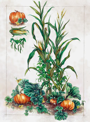 Illustratie van de Drie Zusters: maïs, klimbonen en pompoenen in combinatieteelt