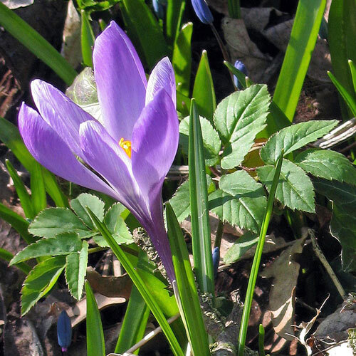 Boerenkrokus (Crocus tommasinianus) met paarse bloem in het voorjaar