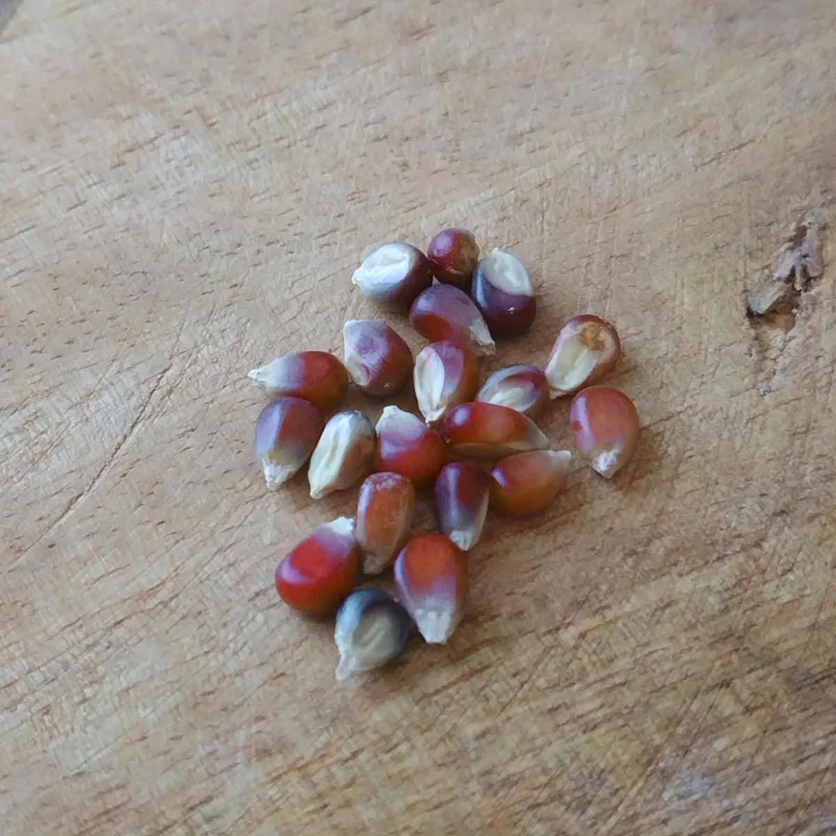Roter Mais 'Joro' (Zea mays) Samen
