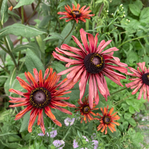 Ruige rudbeckia (Rudbeckia hirta) met oudroze tot koperrode bloemen