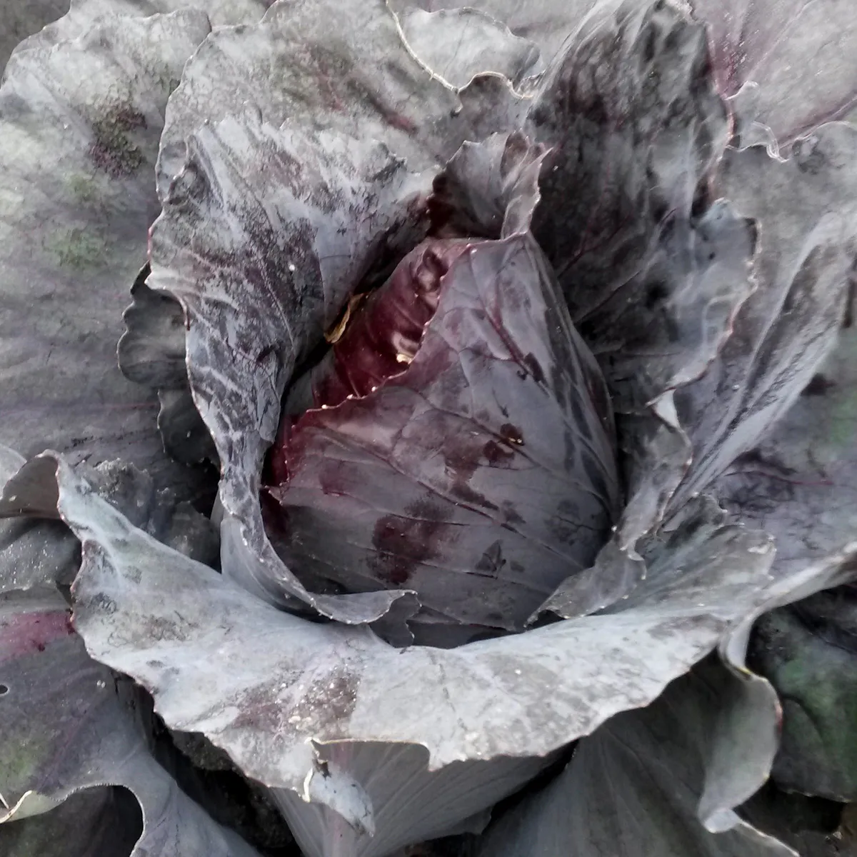 Roter Spitzkohl 'Kalibos' (Brassica oleracea) Bio Saatgut