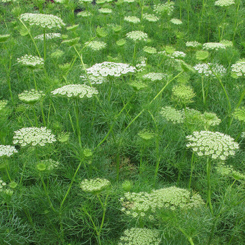 Akkerscherm (Ammi) met dichte groenwitte schermbloemen en fijn blad