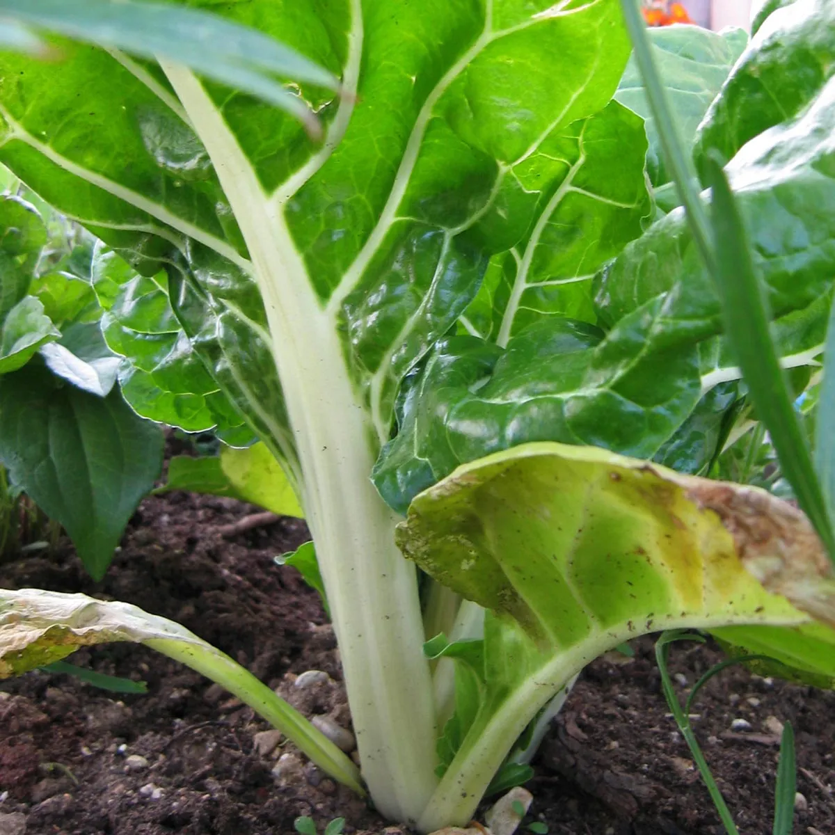 Weißer Mangold 'Fordhook Giant' (Beta vulgaris) Samen