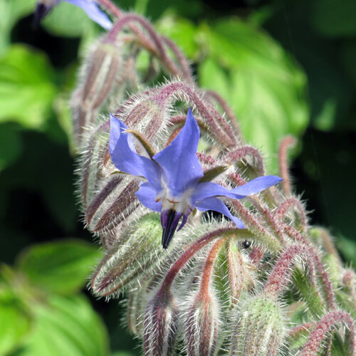 Blauwe bloem van bernagie (Borago officinalis) tussen behaarde knoppen