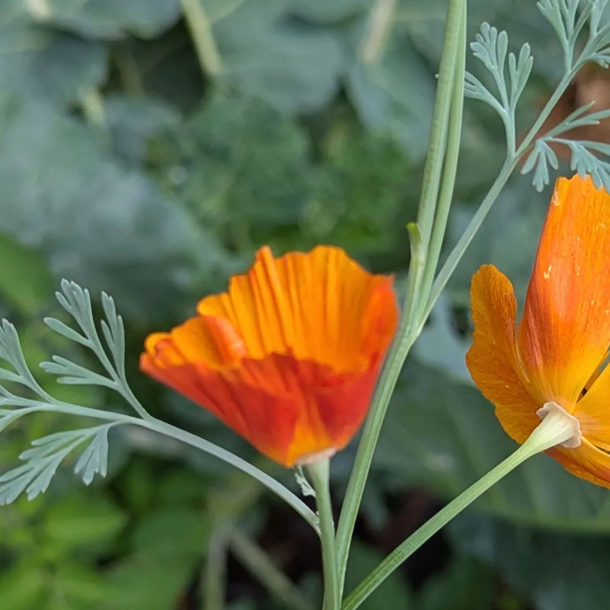 Kalifornischer Goldmohn 'Ballerina-Mix' (Eschscholzia californica) Samen