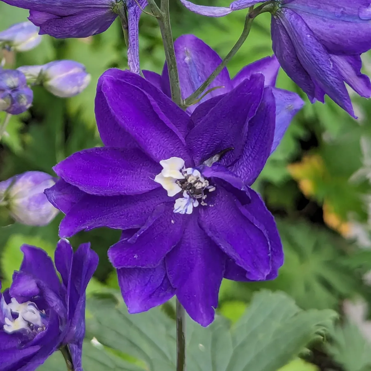 Pazifischer Hoher Rittersporn 'Magic Fountains-Dark Blue' (Delphinium cultorum) Samen