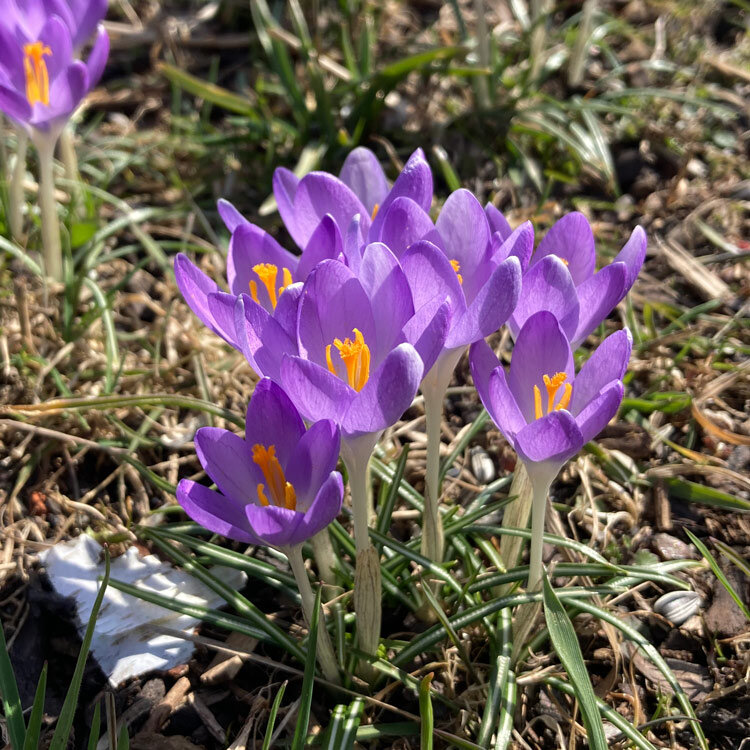 Paarse krokussen met oranje stempels tussen het gras in het vroege voorjaar