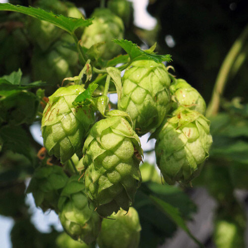 Groene hopbellen aan de hop (Humulus lupulus)