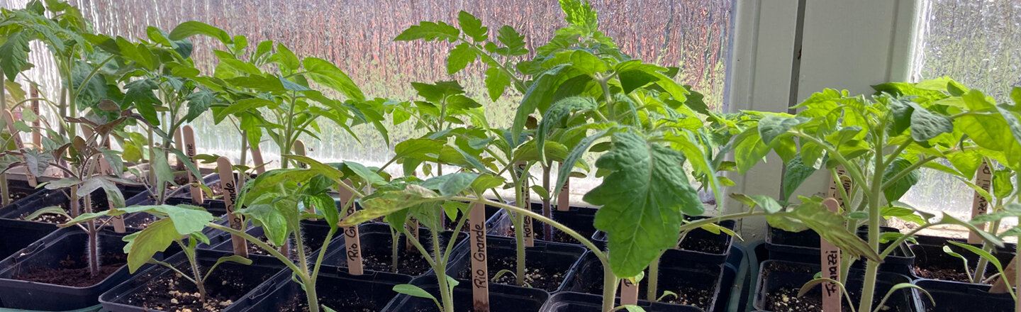 Jonge tomatenplanten in potjes met steeketiketten op de vensterbank