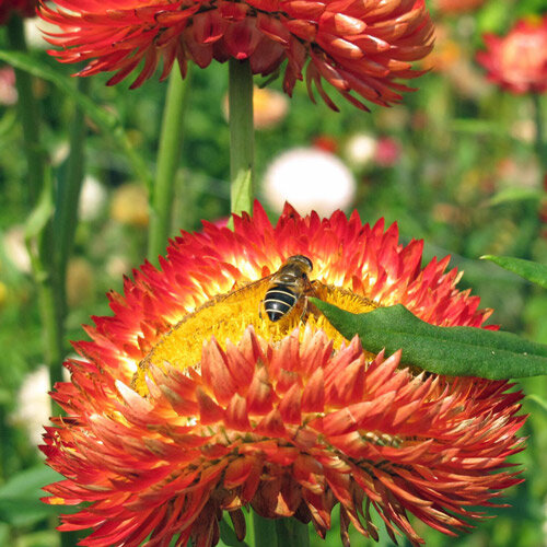 Strobloem met roodoranje bloemen, op één bloem zit een insect