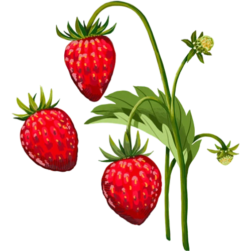 Aardbeien zaden - zelf rode, witte en wilde aardbeienrassen kweken