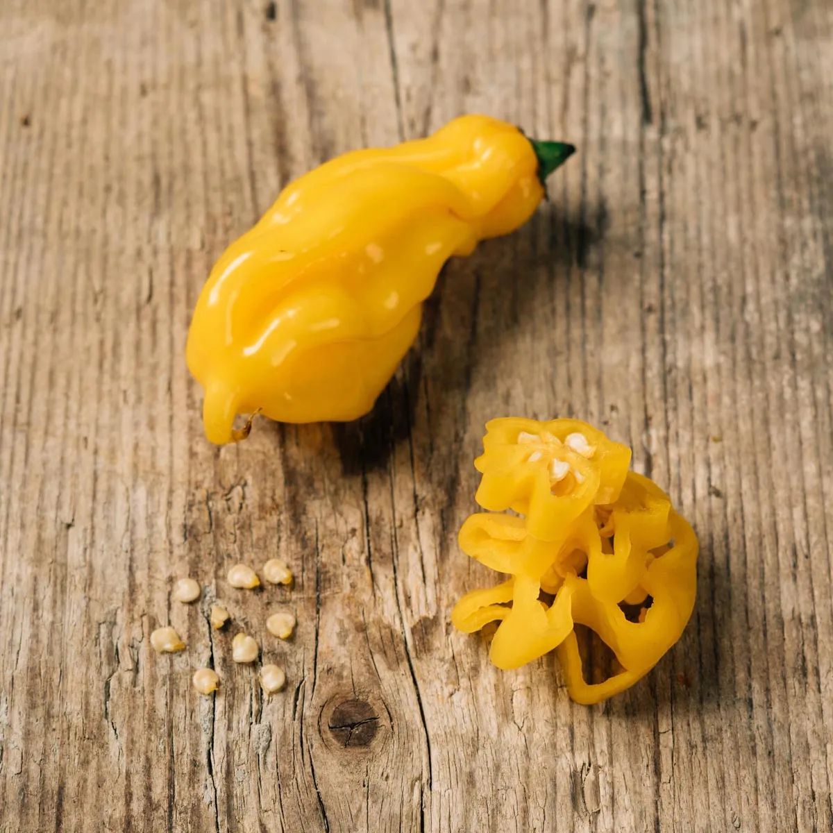 Surinam-Chili 'Madame Jeanette' (Capsicum chinense) Samen