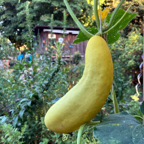 Gele komkommer (Cucumis sativus) aan de plant in de tuin