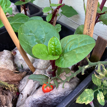 Plantenbak met schapenwol als mulchlaag rond jonge planten, vooraan een rijpe kerstomaat