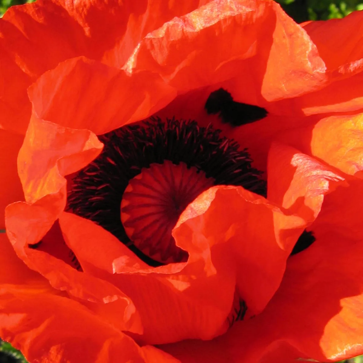 Orientalischer Gartenmohn 'Allegro' (Papaver orientale) Samen