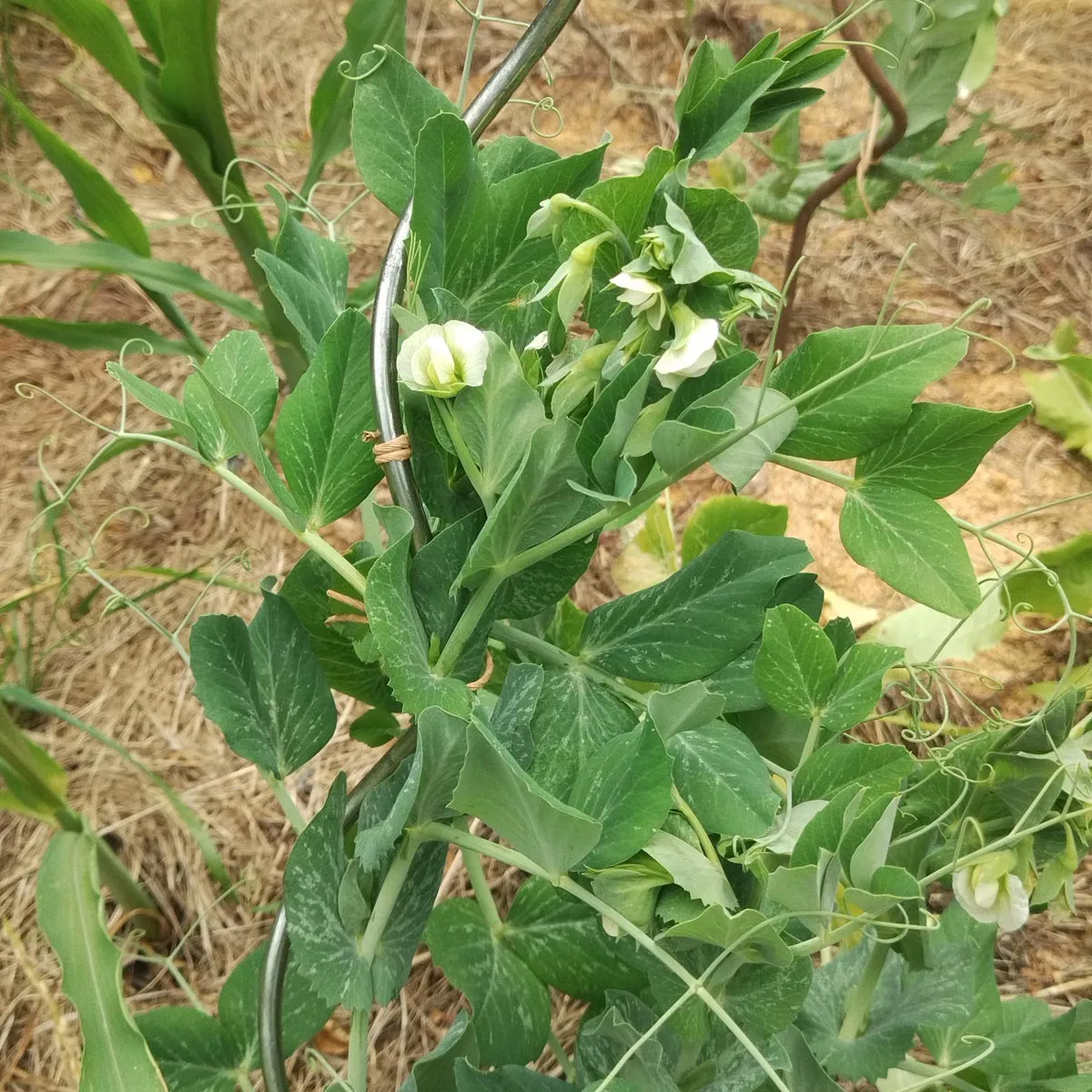 Markerbse 'Wunder von Kelvedon' (Pisum sativum L. convar. medullare) Bio Saatgut