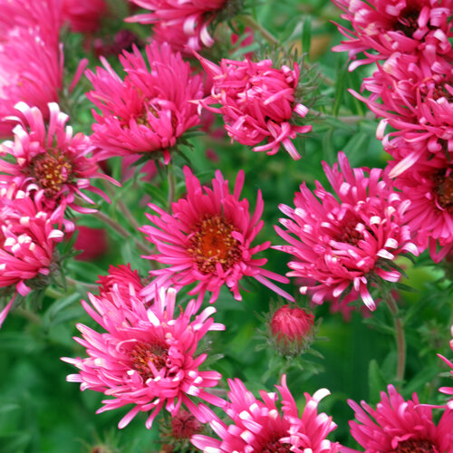 Bloeiende herfstasters (Aster) met felroze bloemen
