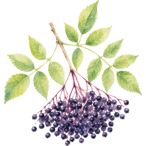 Fruitgewassen