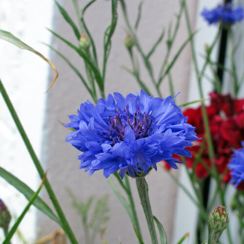 Helderblauwe bloem van de korenbloem (Centaurea cyanus)