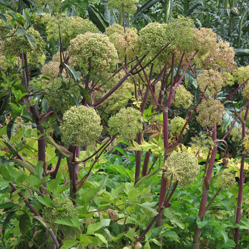 Grote engelwortel (Angelica archangelica) met bolvormige bloemschermen aan roodachtige stelen