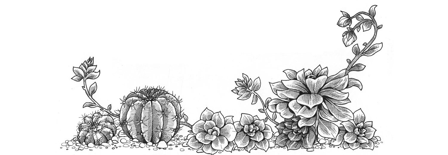 Tekening: verschillende cactussen en vetplanten naast elkaar