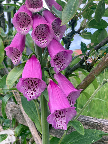 Vingerhoedskruid (Digitalis purpurea) met paarsroze klokbloemen, binnenin gevlekt