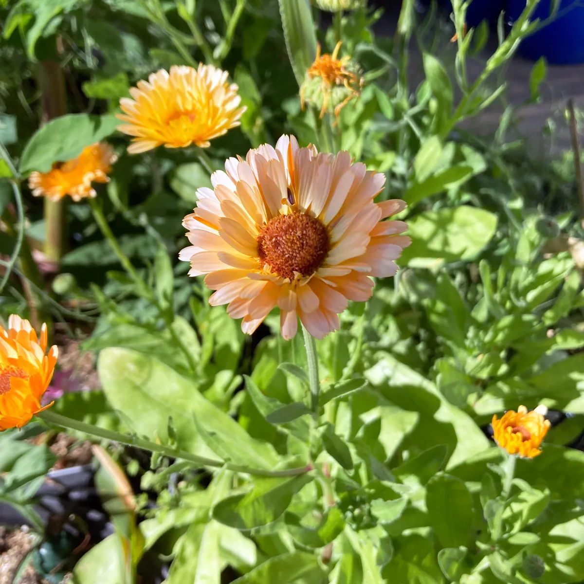 Lachsrosa Ringelblume 'Pink Surprise' (Calendula officinalis) Samen