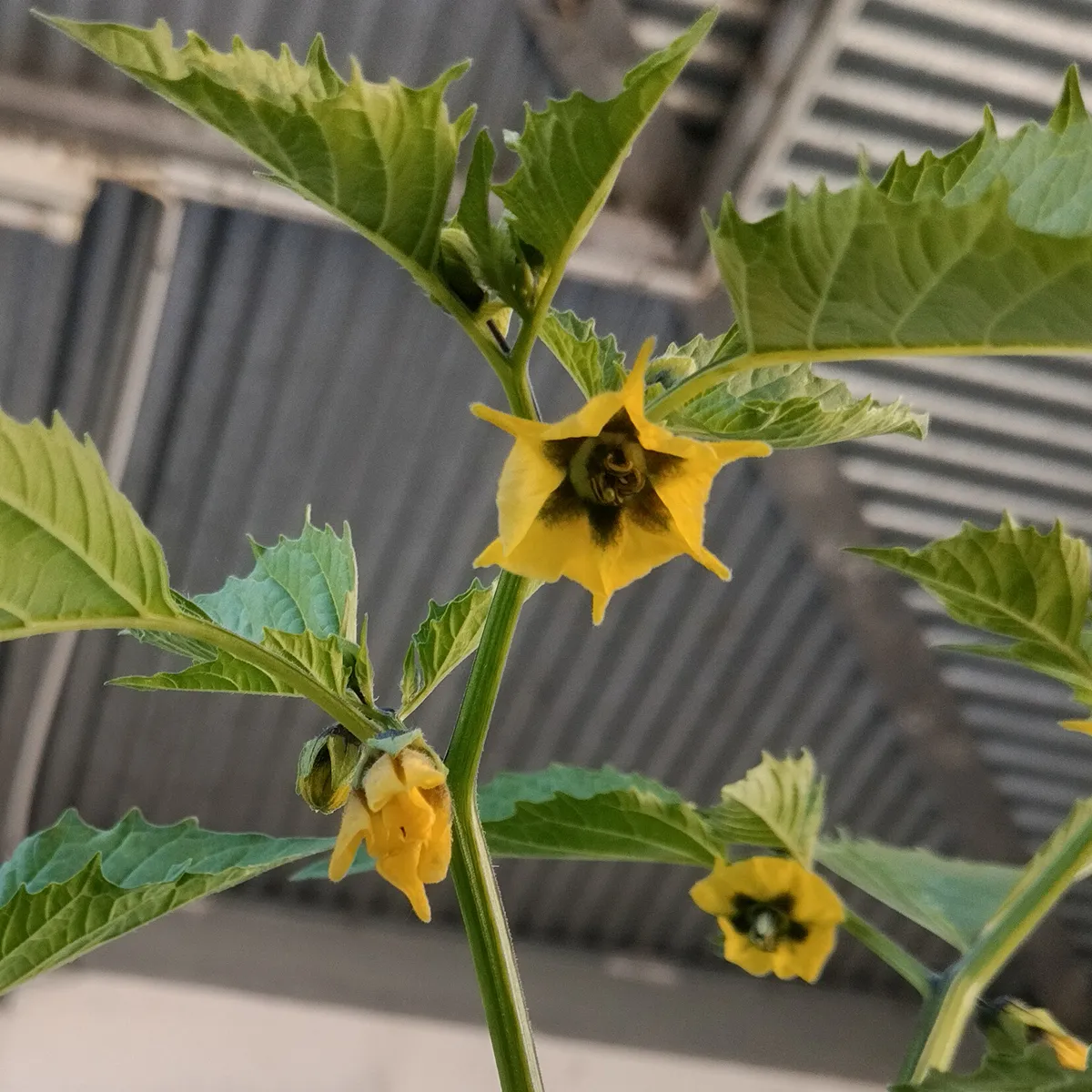 Violetter Tomatillo 'Purple' (Physalis ixocarpa) Bio Samen