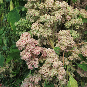 Quinoa (Chenopodium quinoa) met roze en groene zaadpluimen