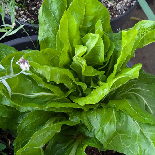 Jonge suikerbrood (Cichorium intybus) met lichtgroene, rechtopstaande bladeren