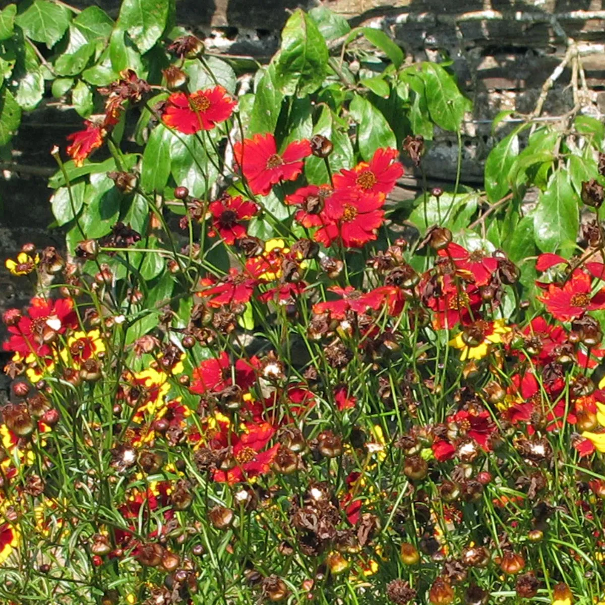 Mädchenauge 'Mahogany Midget' (Coreopsis tinctoria) Bio Saatgut
