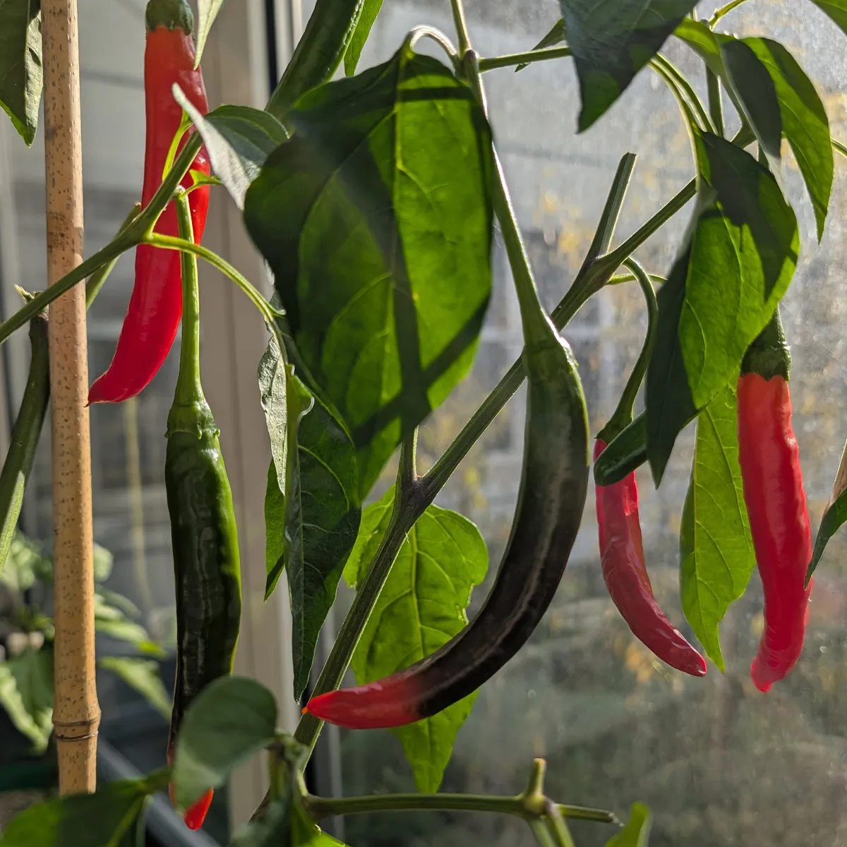 Koreanischer Chili 'Taeyang Medium' (Capsicum annuum) Bio-Saatgut
