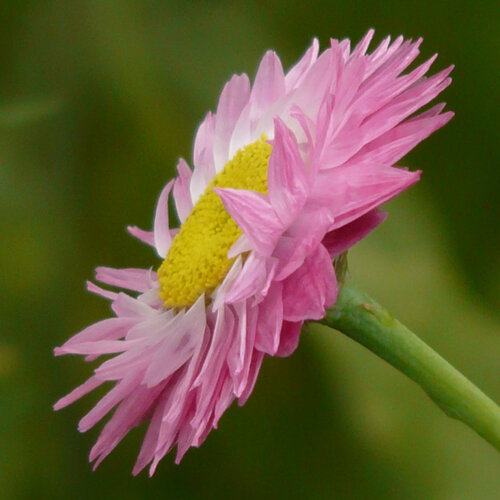 Zonnevleugel (Helipterum roseum) met roze bloem en geel hart