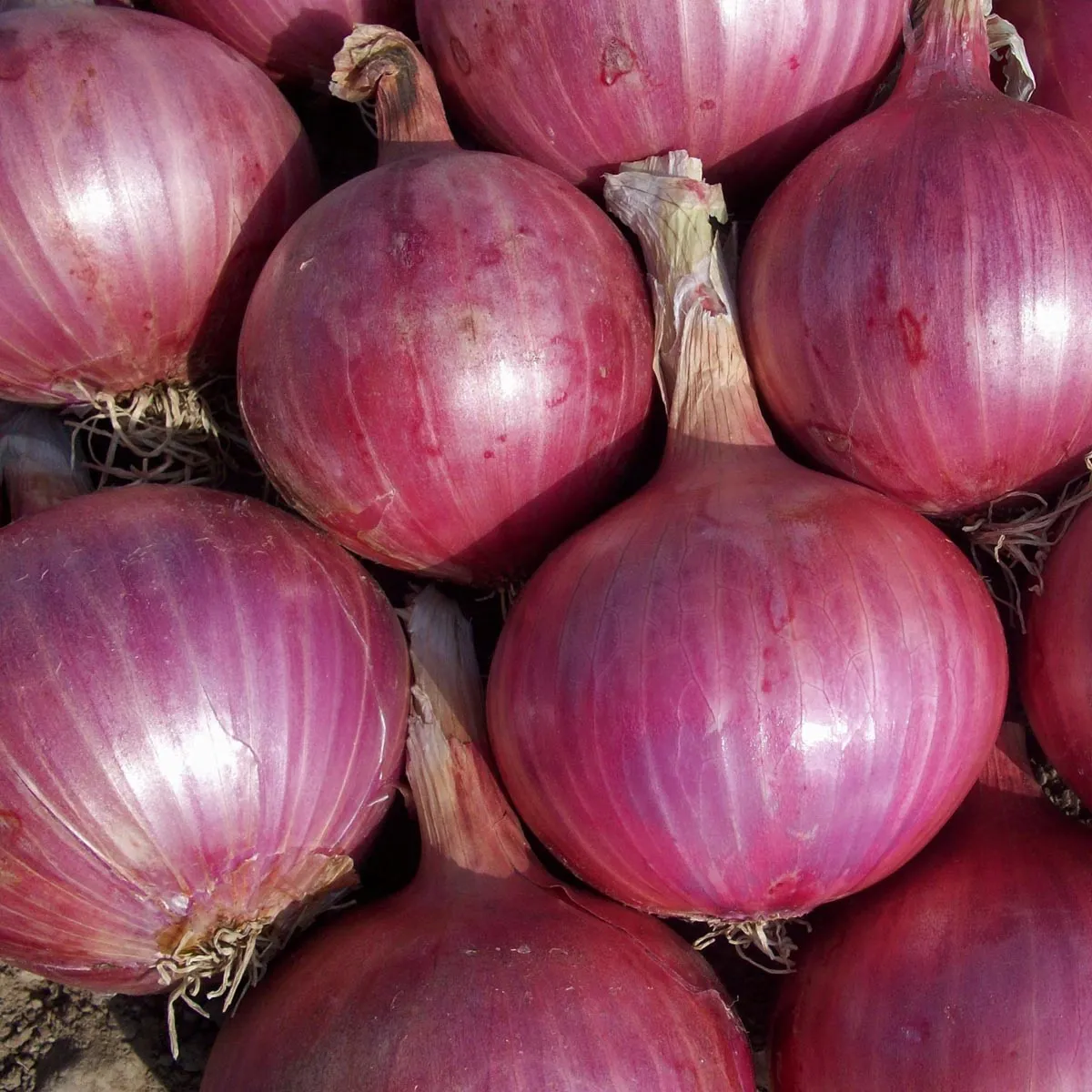 Zwiebel 'Red Baron' (Allium cepa) Bio Saatgut
