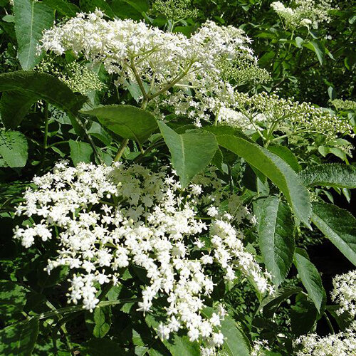 Bloeiende vlier met grote witte bloemschermen in de vroege zomer