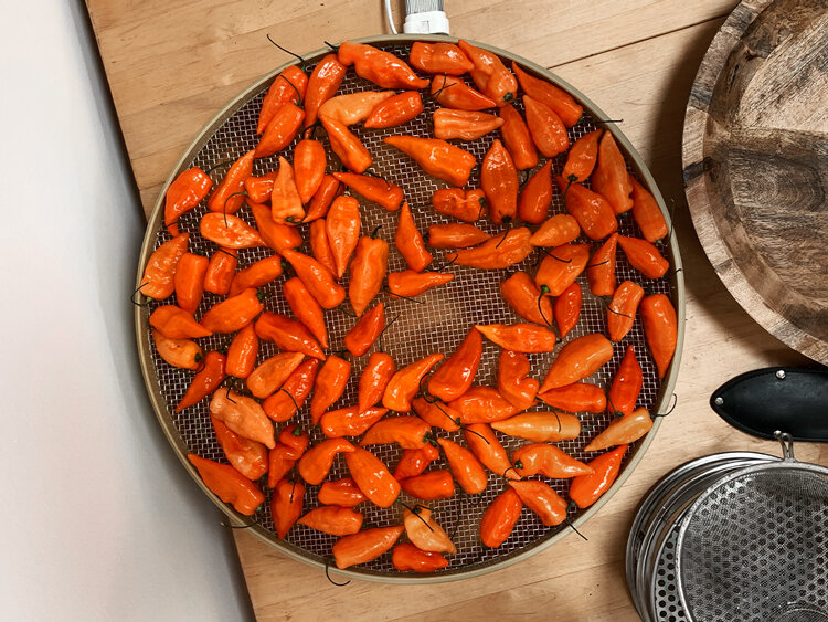 Geoogste oranje pepers liggen te drogen op een rond gaasrooster
