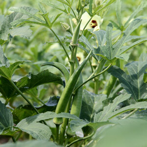 Okraplant met groene peulen en lichtgele bloem