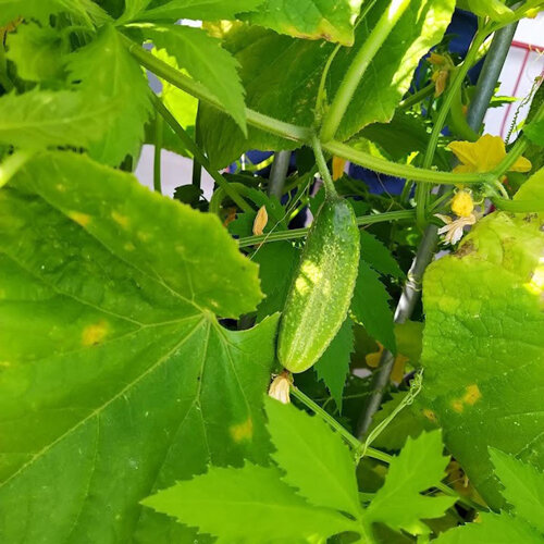 Augurk 'Vorgebirgstrauben' (Cucumis sativus), jonge vrucht aan de plant