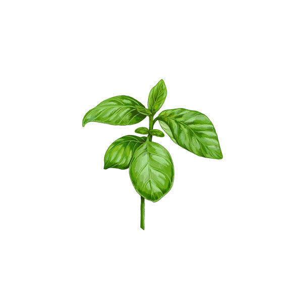 Illustratie: basilicumtakje met groene bladeren