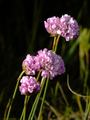 Engels gras (Armeria maritima) met roze bloemhoofdjes