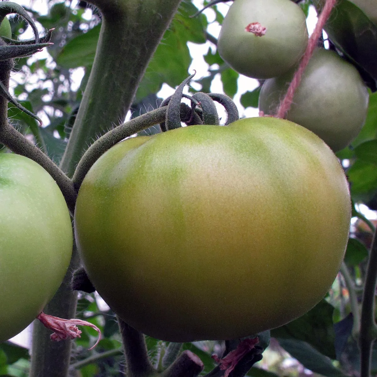 Fleischtomate 'Persimmon' (Solanum lycopersicum) Samen