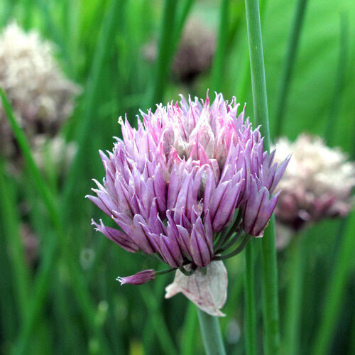 Paarse bloembol van Bieslook 'Gonzales' (Allium schoenoprasum)