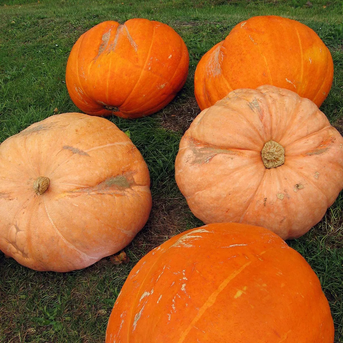 Kürbis 'Grosser Gelber Zentner' (Cucurbita maxima) Samen