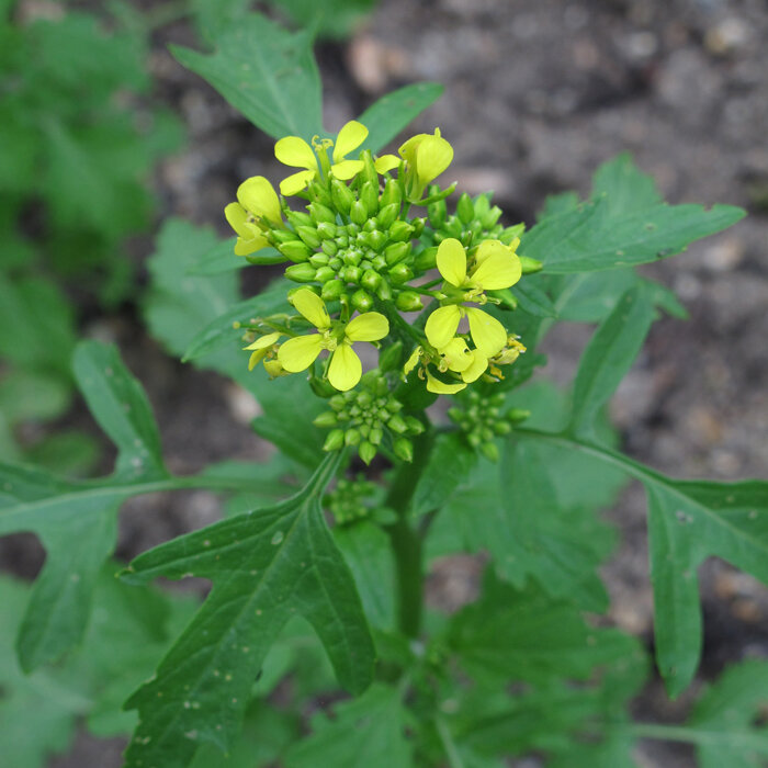 Gele bloemen en knoppen van gele mosterd (Sinapis alba)