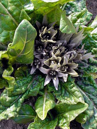 Alruin (Mandragora officinarum) met lichtpaarse bloemen in het bladrozet