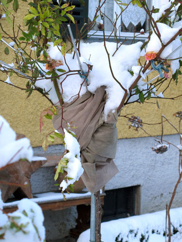 Stamroos met winterbescherming van vliesdoek in de sneeuw