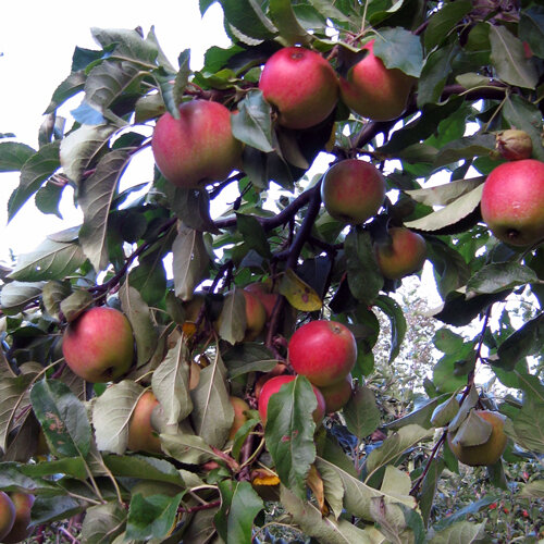 Rijpe rode appels aan de boom in de nazomer