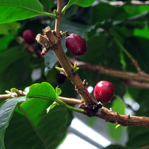 Tak van een koffieplant met rode koffiebessen