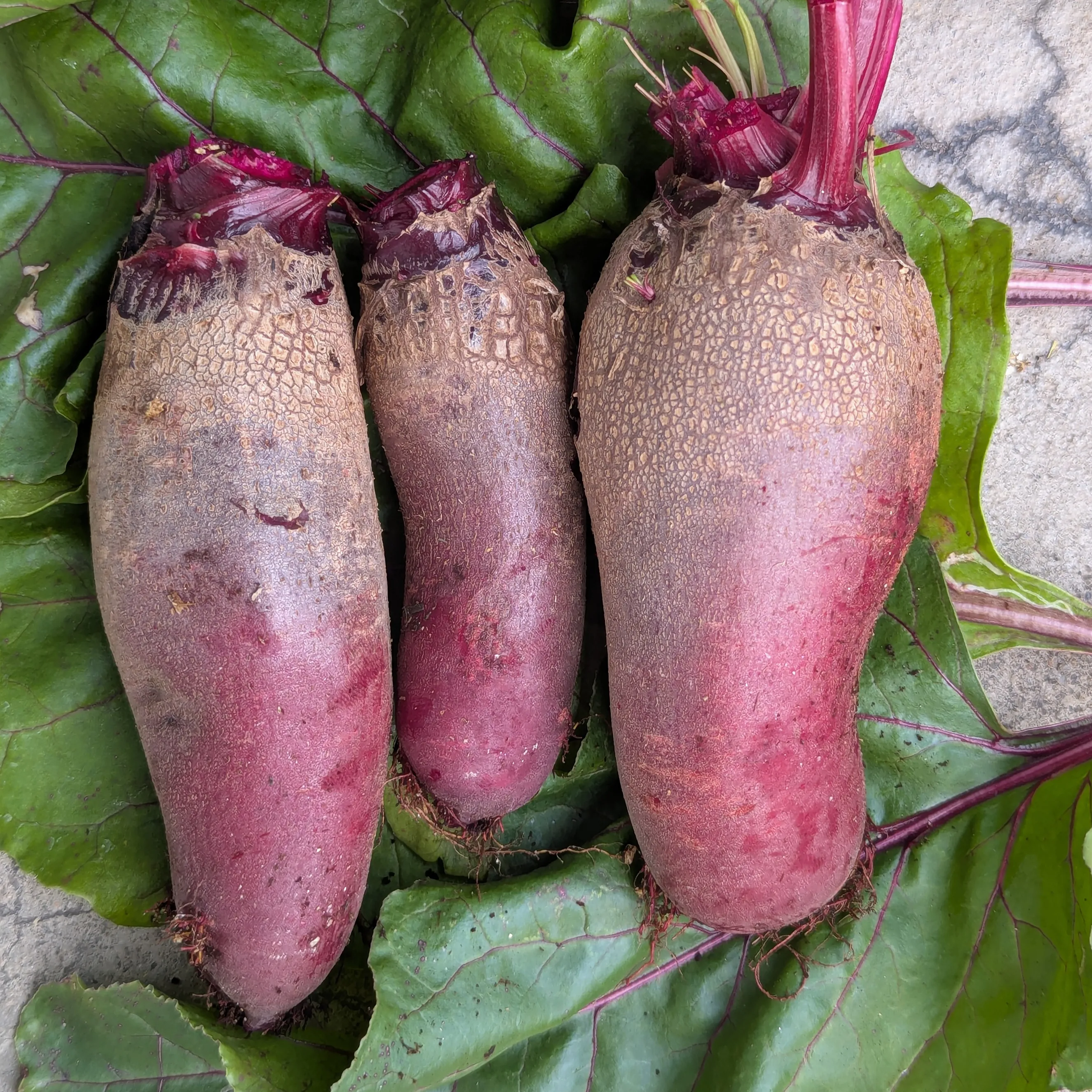 Rote Bete 'Cylindra' (Beta vulgaris) Samen