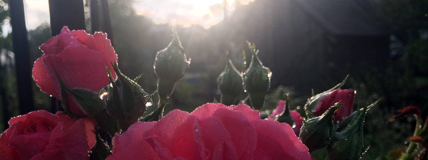 Avondsfeer in de tuin